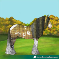 Horse Color:Plaid  White Spotted Bay Mushroom Splash Tobiano 