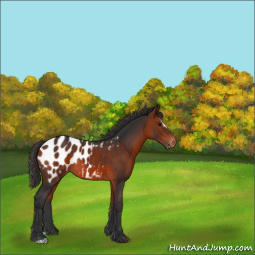 Horse Color:Bay Sabino Appaloosa Rabicano 
