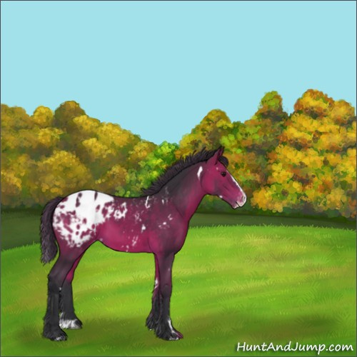 Horse Color:White Spotted Bay Splash Appaloosa Rabicano 