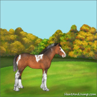 Horse Color:Bay Splash Tobiano 