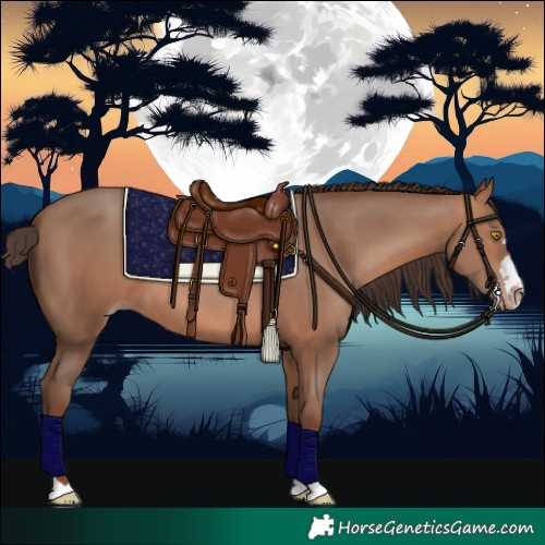 Horse Color:Sable Champagne 