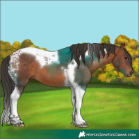 Horse Color:Brown Tobiano 