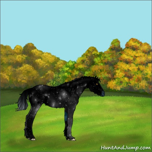 Horse Color:ERROR: UNKNOWN ANOMALY
