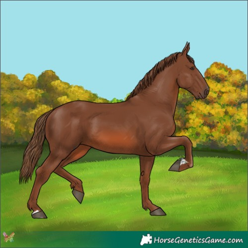 Horse Color:Chestnut 