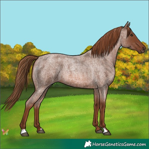 Horse Color:Red Roan 