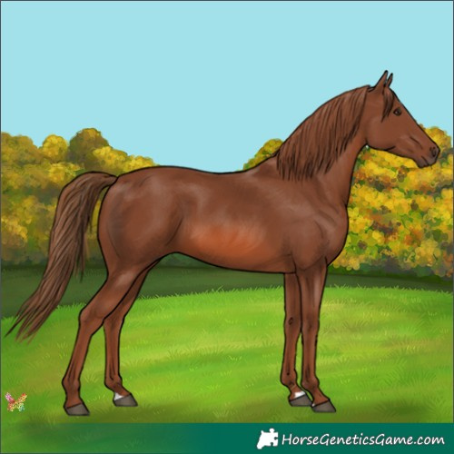 Horse Color:Chestnut 