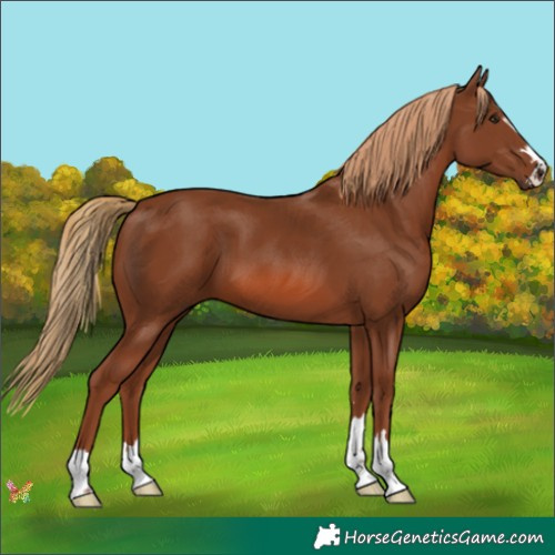 Horse Color:Chestnut 