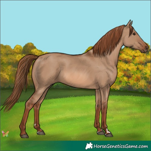 Horse Color:Red Dun 