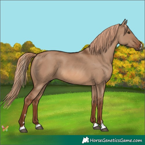 Horse Color:Red Dun 