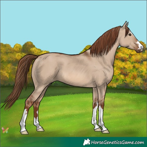 Horse Color:Red Dun 