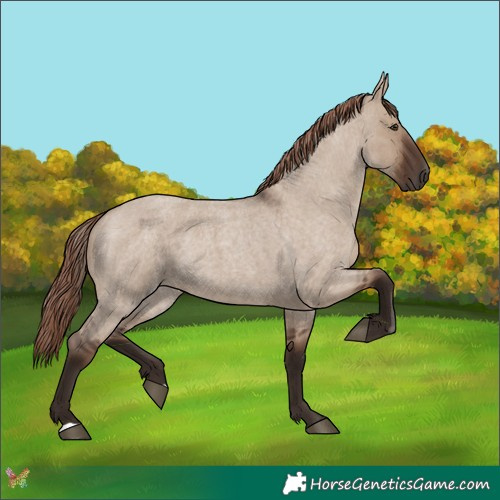 Horse Color:Liver Red Dun Roan