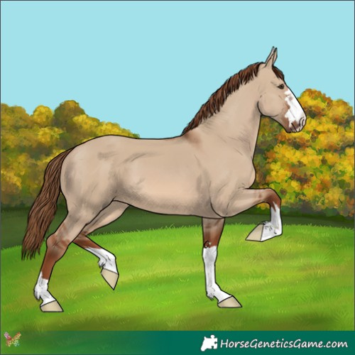 Horse Color:Red Dun 