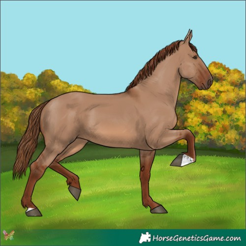 Horse Color:Red Dun 