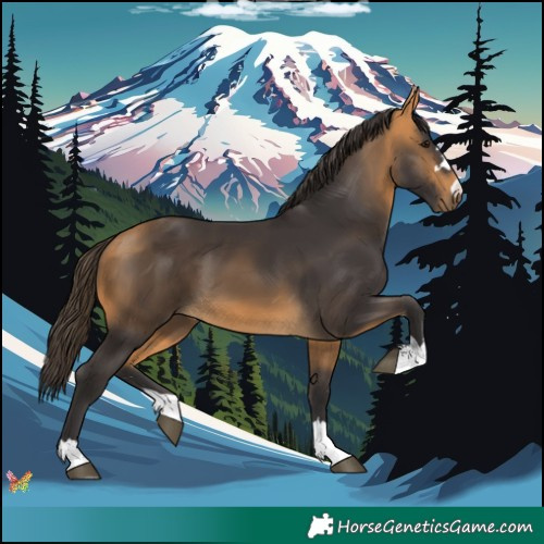 Horse Color:Buckskin 