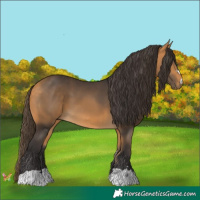 Horse Color:Buckskin