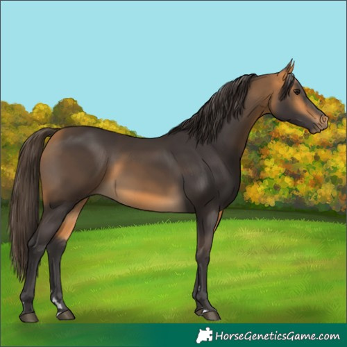 Horse Color:Buckskin 