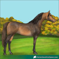 Horse Color:Buckskin