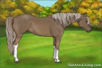 Horse Color:Chocolate Palomino 
