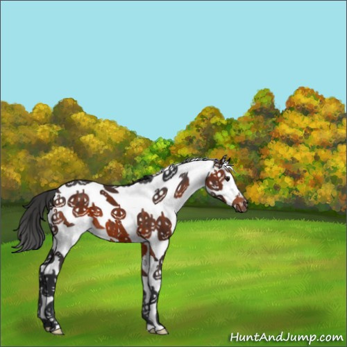 Horse Color:White Spotted Brown 