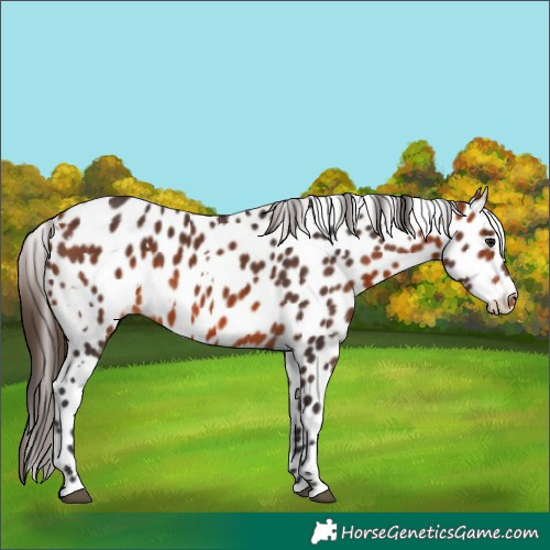 Horse Color:White Spotted Bay Appaloosa 