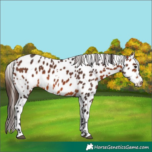 Horse Color:White Spotted Bay Appaloosa 