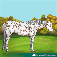 Horse Color:White Spotted Bay Appaloosa