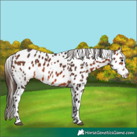 Horse Color:White Spotted Bay Leopard