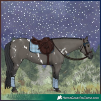 Horse Color:White Spotted Grullo 
