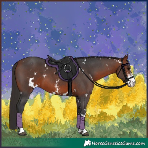 Horse Color:White Spotted Bay Sabino 