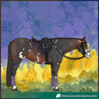 Horse Color:White Spotted Bay Sabino 