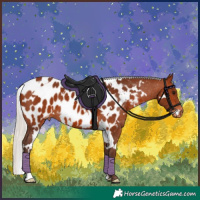 Horse Color:White Spotted Silver Brown Appaloosa 