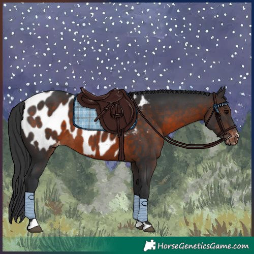 Horse Color:Brown Appaloosa