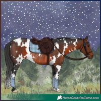 Horse Color:White Spotted Brown Rabicano 