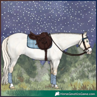 Horse Color:Silver Amber Cream Champagne Roan Dun Sabino