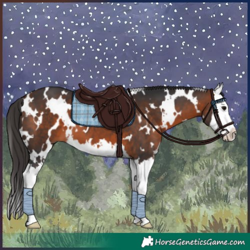 Horse Color:White Spotted Bay Splash 