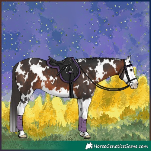 Horse Color:White Spotted Bay Splash 