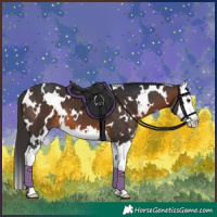 Horse Color:White Spotted Bay Splash