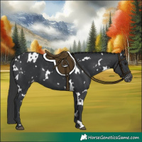 Horse Color:White Spotted Black Appaloosa