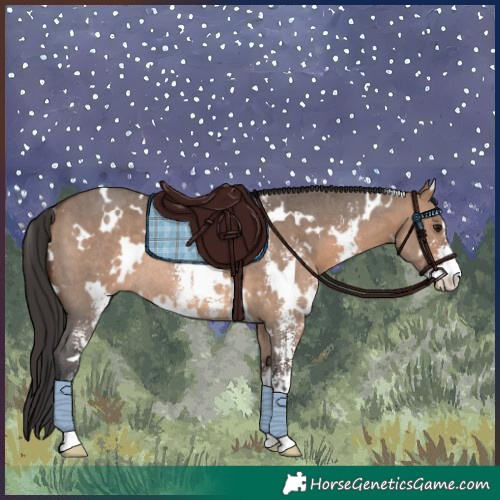 Horse Color:White Spotted Bay Dun Sabino Rabicano 