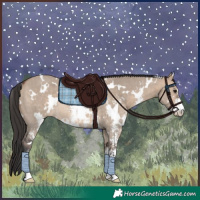 Horse Color:White Spotted Bay Dun Sabino Rabicano 
