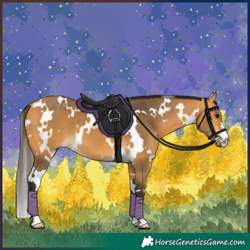 Horse Color:White Spotted Buckskin 