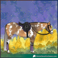 Horse Color:White Spotted Buckskin 