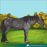 Horse Color:Smoky Black 