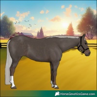 Horse Color:Silver Black Tobiano 