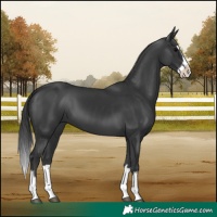 Horse Color:Black Splash 