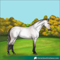 Horse Color:Gray Bay Roan 