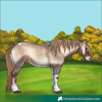 Horse Color:Liver Red Onyx Roan Tobiano Rabicano 