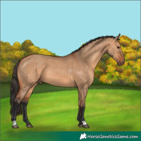 Horse Color:Bay Dun 