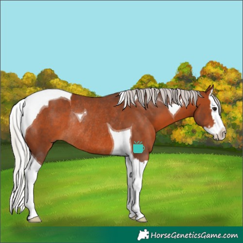 Horse Color:Silver Brown Splash Tobiano Rabicano