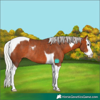 Horse Color:Silver Brown Splash Tobiano Rabicano 